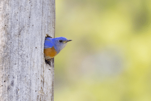 A blue bird sticking its head out of a hole in a tree.