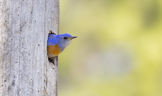 A blue bird sticking its head out of a hole in a tree.