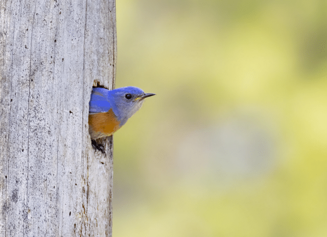 A blue bird sticking its head out of a hole in a tree.