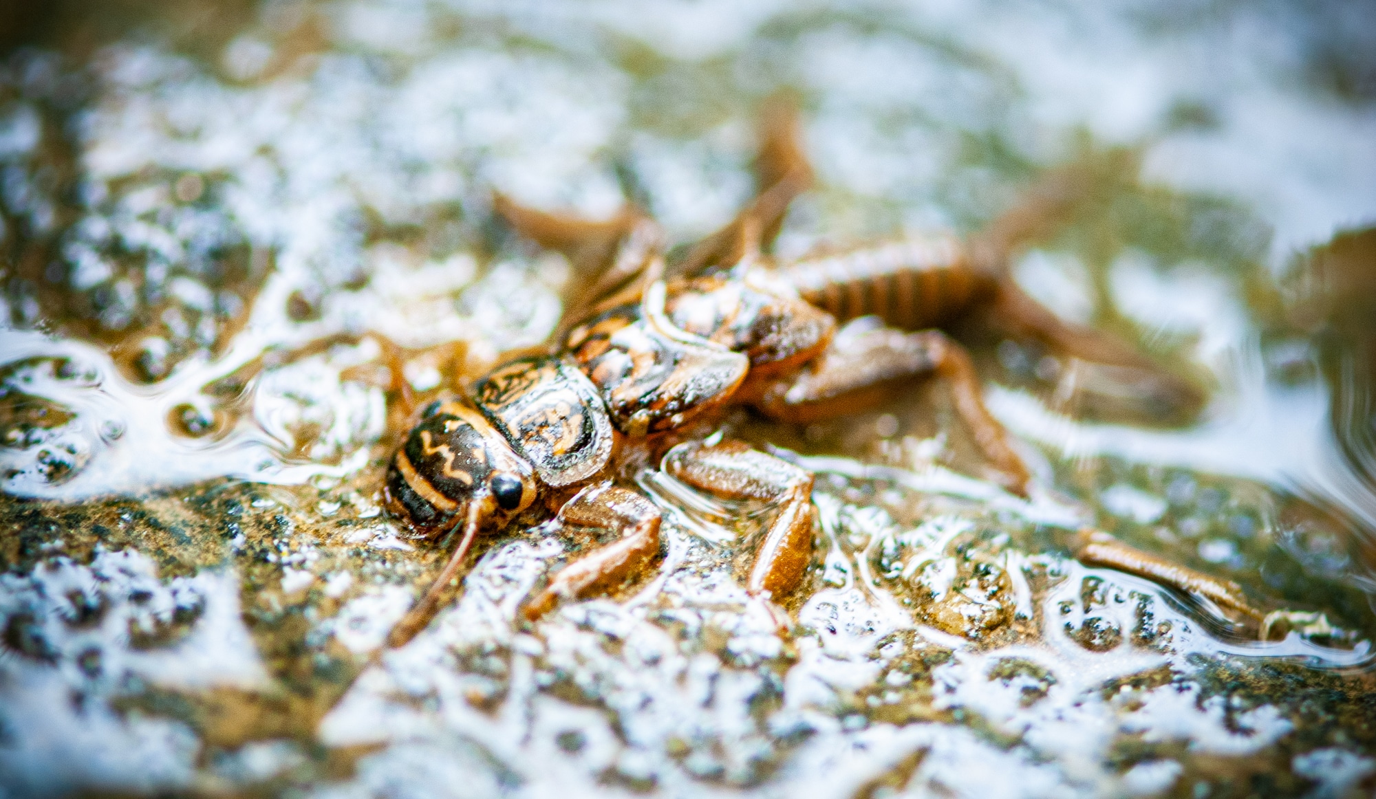 A golden stonefly larva clings to a rock on the riverbed