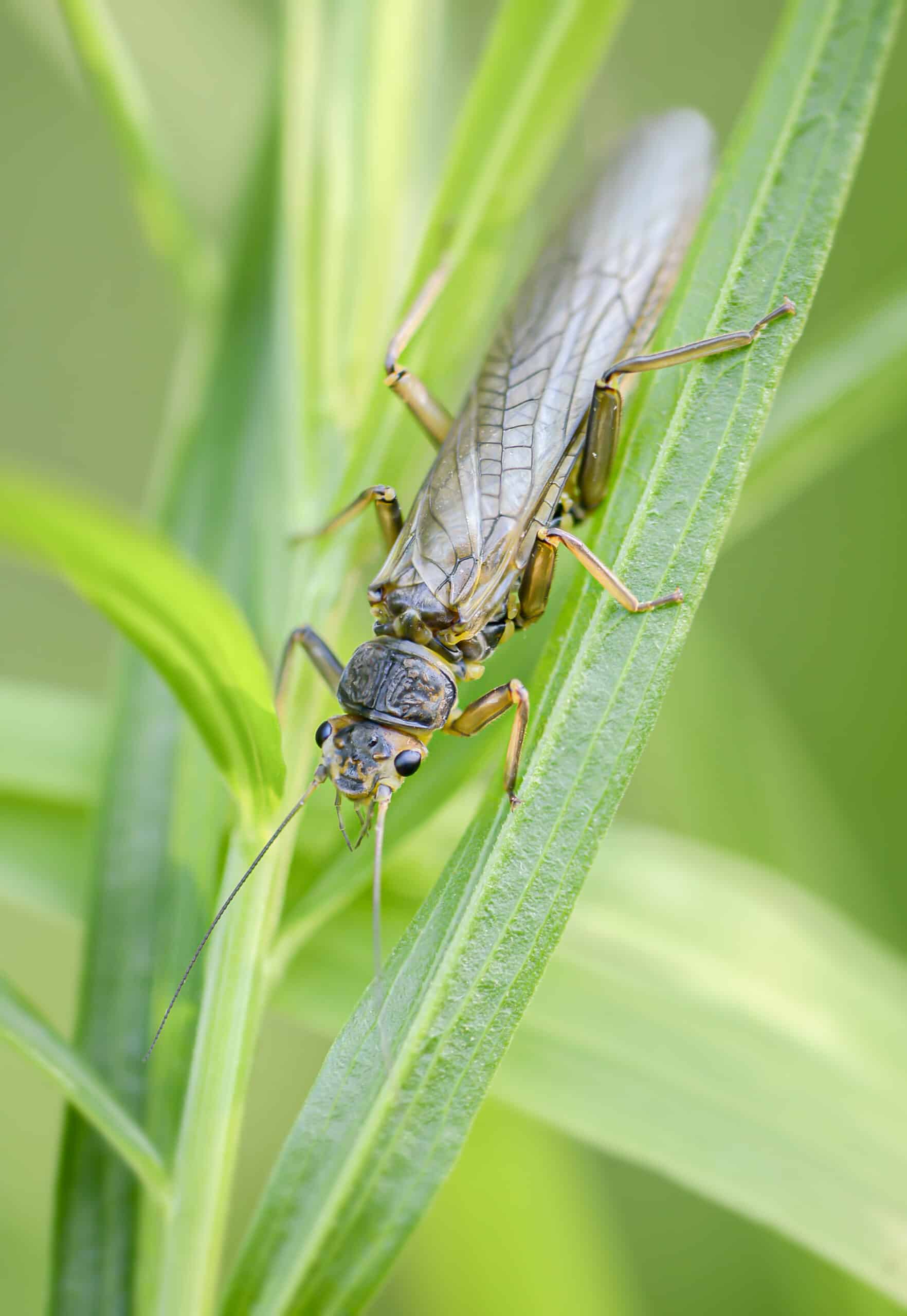 A golden stonefly adult enjoys some sun after a morning rainstorm