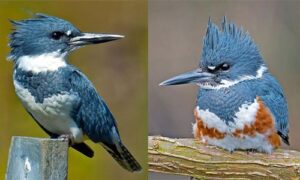 A close up of a male kingfisher on the left to compare to a close up of a female kingfisher on the right.