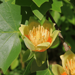 A tulip poplar flower in full bloom on a branch surrounded by leaves and other tulip poplar flowers.