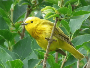 A Yellow Warbler perched on a small branch leaning to it's right side.