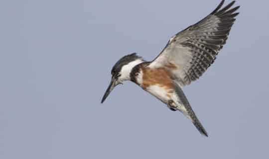 A belted kingfisher hovering as it waits to catch some prey (Photo Credit: Ron Dudley).
