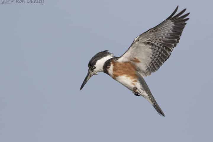 A belted kingfisher hovering as it waits to catch some prey (Photo Credit: Ron Dudley).