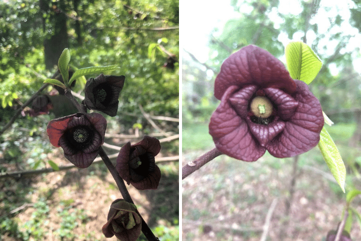 Left photo shows a branch with four small paw paw flowers. Photo on the right shows one paw paw flower straight on showing the stigma and petals.