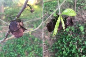 Two separate photos of paw paw flowers with different pollinating insects crawling on them.