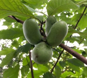 A bunch of four paw paw fruits hanging on a small branch in the understory of a forest.