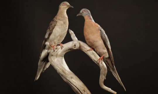 A pair of mounted passenger pigeons are frozen in time at the Royal Ontario Museum (Photo credit: rom.on.ca).