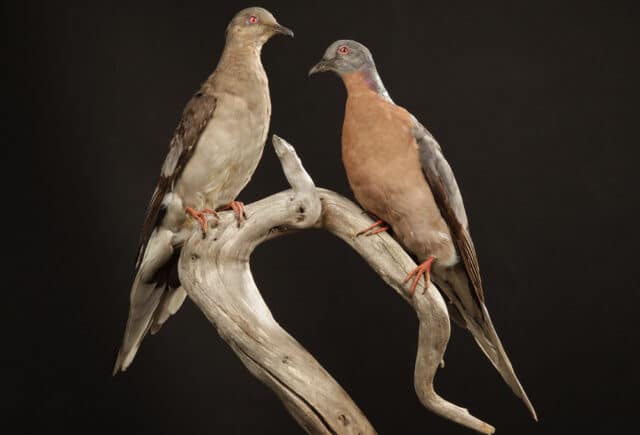 A pair of mounted passenger pigeons are frozen in time at the Royal Ontario Museum (Photo credit: rom.on.ca).