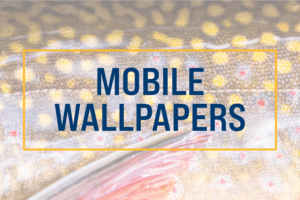 Click to download mobile wallpapers.
