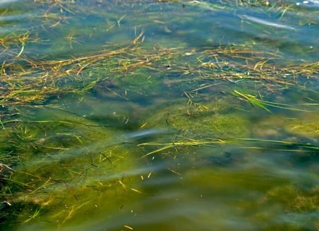 A close up of green algae and aquatic plants in the water
