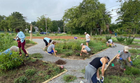 A group of people bent over or kneeling to conduct garden maintenance.