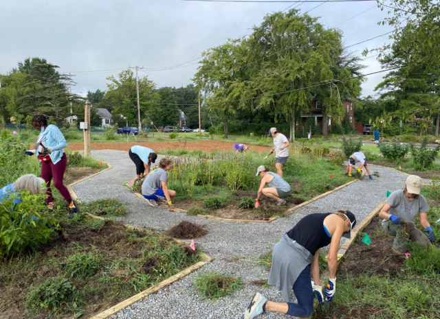A group of people bent over or kneeling to conduct garden maintenance.
