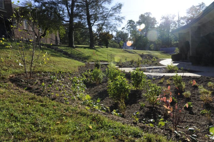 a mulched garden with various shrubs and trees in it, sunlight in the background