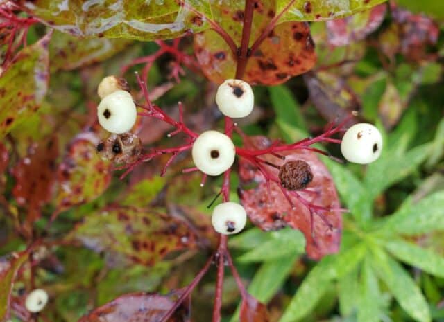 Close up view of 5 red osier dogwood's white berries with a black dot in the center surrounded by green leaves that are turning red in the Fall.