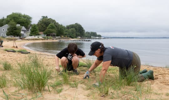 Residents plant Spartina patens, a high marsh grass, along a living shoreline restoration site at the community beach in Cape St. Claire, Md., on June 24, 2023.
