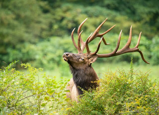 an elk raises its head up from behind a shrub