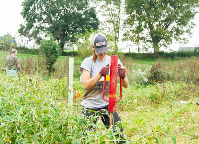 A person pounds a wooden stake into the ground