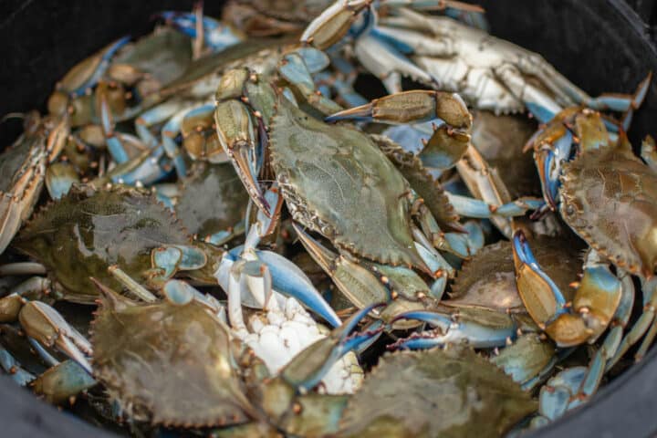 blue crabs in a black bucket