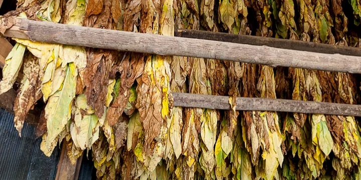 tobacco leaves hanging from a rack