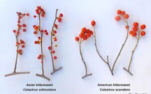 Six bittersweet twigs sitting on a plain white background with a different number of berries on each twig.