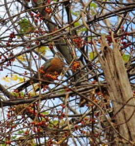 Cedar waxwing perched in an american bittersweet plant.