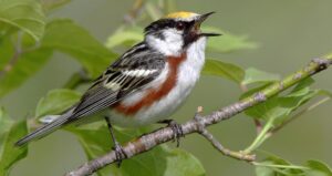 A small songbird perched on a branch with it's beak open and pointed high in the air.