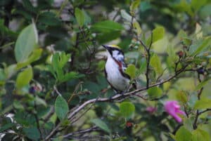 A chestnut-sided warbler peering up and to the side as it rests on a highbush blueberry branch.