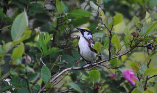 A chestnut-sided warbler peering up and to the side as it rests on a highbush blueberry branch.