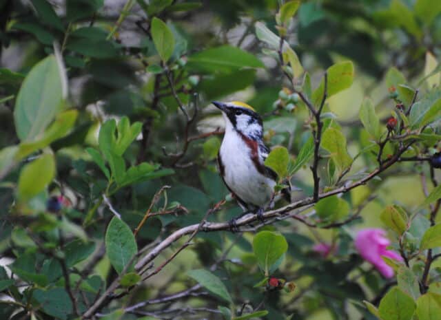 A chestnut-sided warbler peering up and to the side as it rests on a highbush blueberry branch.