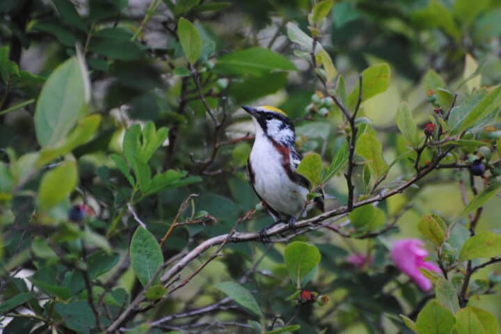 A chestnut-sided warbler peering up and to the side as it rests on a highbush blueberry branch.