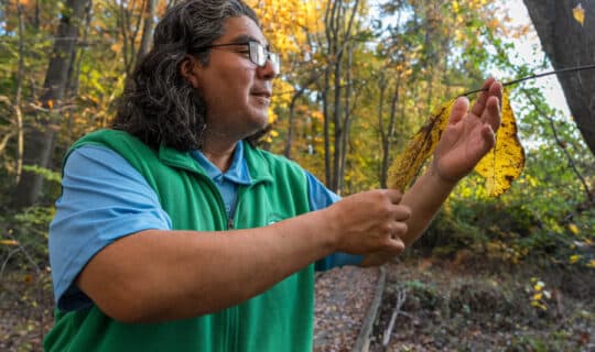 A person holds a leaf from a small tree branch