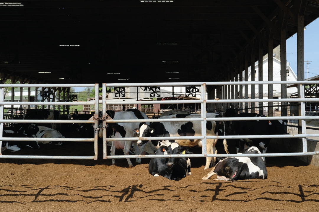 cows sit behind a gate under a barn roof