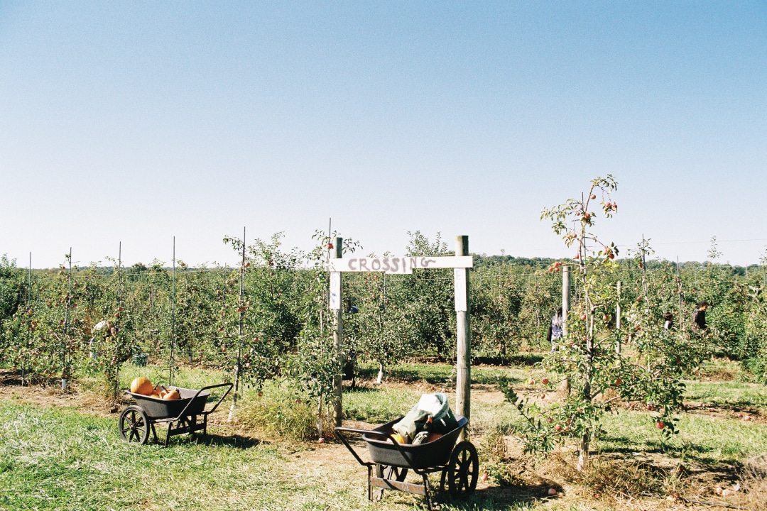 a produce farm with wheelbarrows sitting next to it