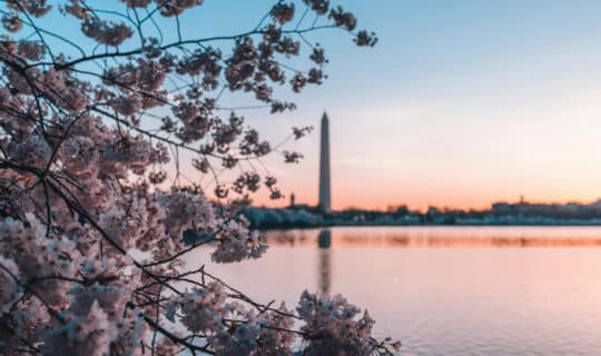 a closeup of pink cherry blossom flowers with the washington monument in the background