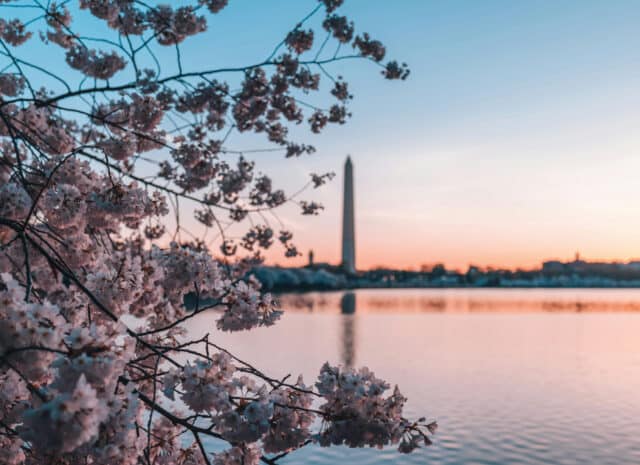 a closeup of pink cherry blossom flowers with the washington monument in the background