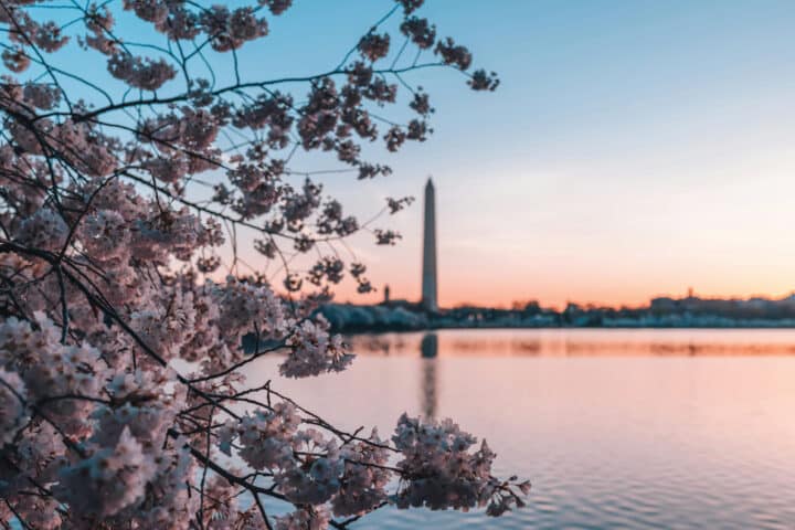 a closeup of pink cherry blossom flowers with the washington monument in the background