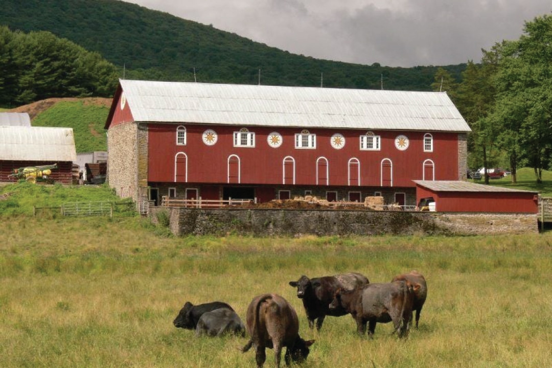 Cows grazing in a field in front of a red barn