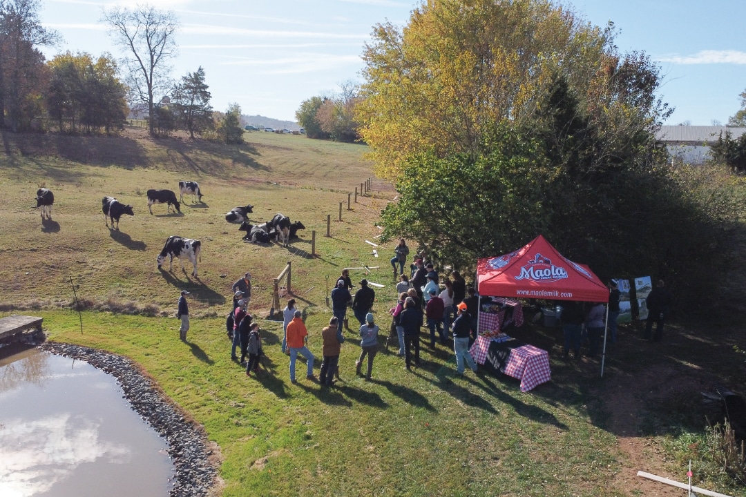 a drone shot of a group of people gathered on a farm near grazing cows