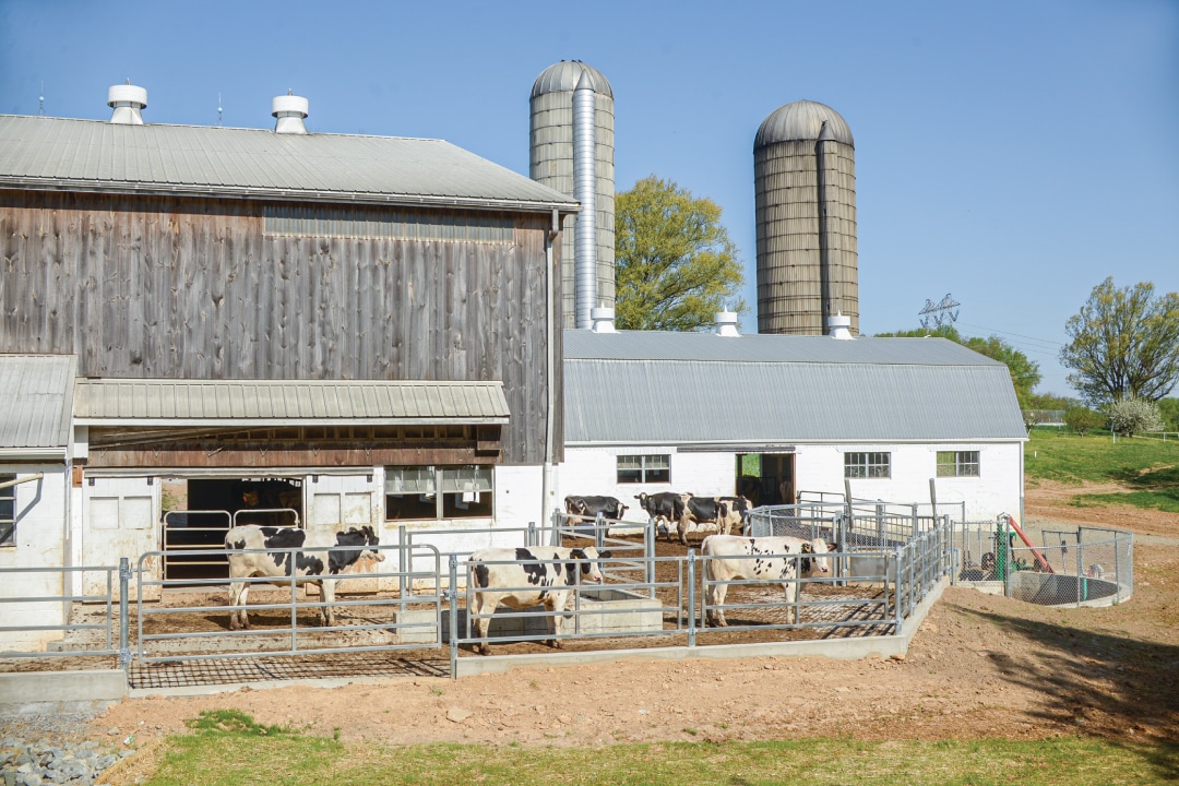 cows in a barnyard
