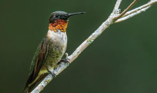 a hummingbird rests on a branch
