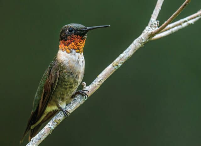 a hummingbird rests on a branch