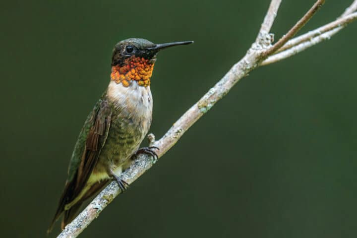 a hummingbird rests on a branch