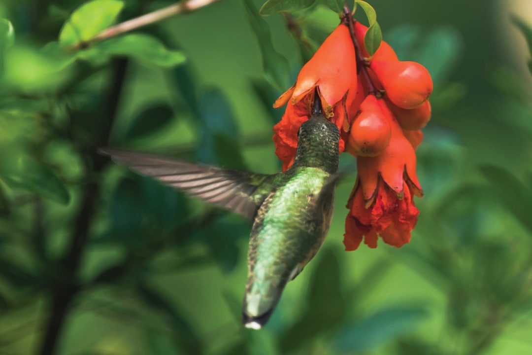 a hummingbird feeds on a fruit-bearing plant