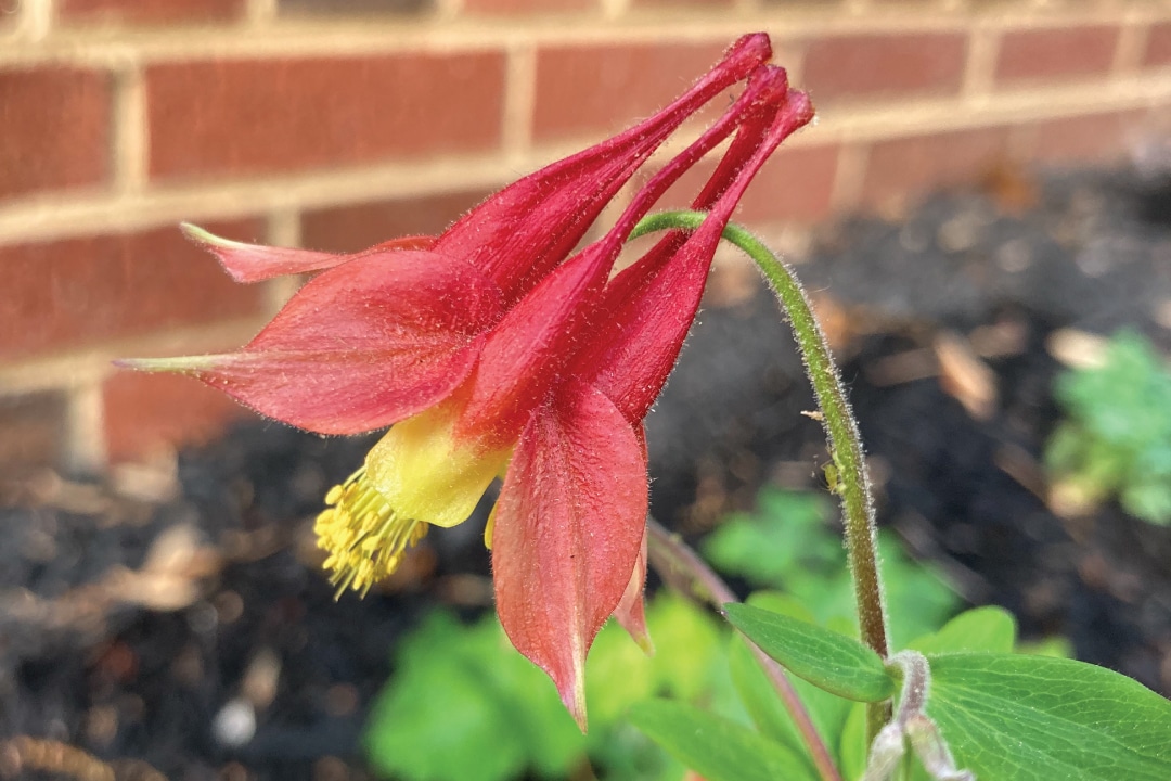 a close up of a red, bell-shaped flower