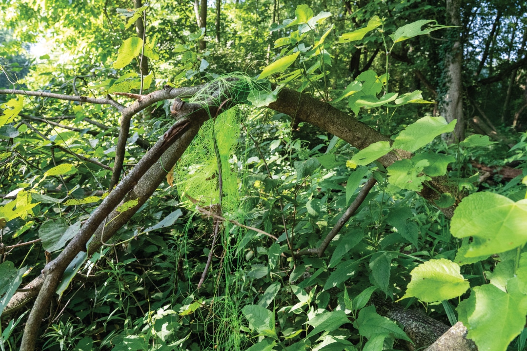 green fishing line blending in with the leaves of a tree branch