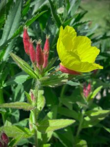 Narrowleaf evening primrose.