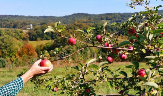 a hand pulling an apple off of an apple tree